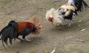 Đá Gà GA28 Tại M88