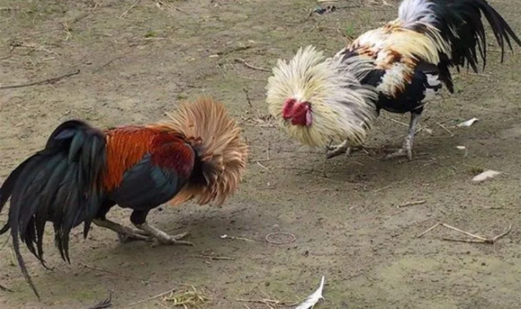 Đá Gà GA28 Tại M88